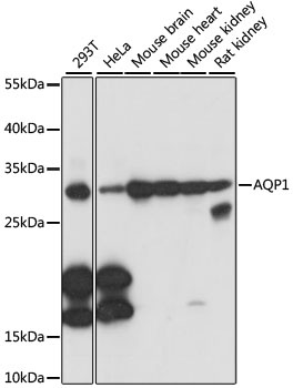AQP1 Antibody