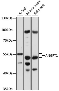 ANGPT1 Antibody