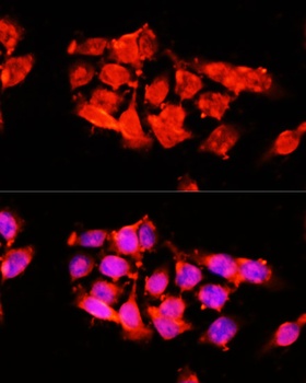 A1BG Antibody