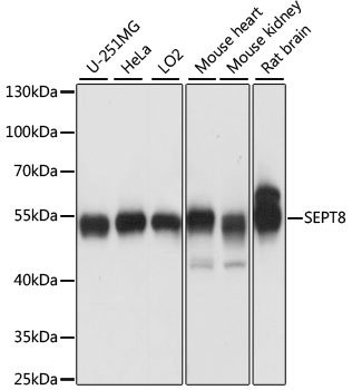 SEPT8. Antibody