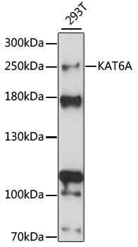 KAT6A Antibody