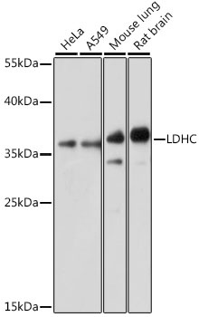 LDHC Antibody