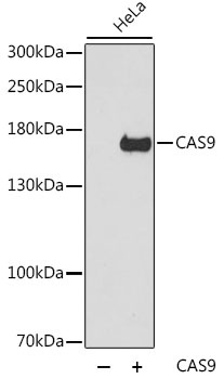 CAS9 Antibody