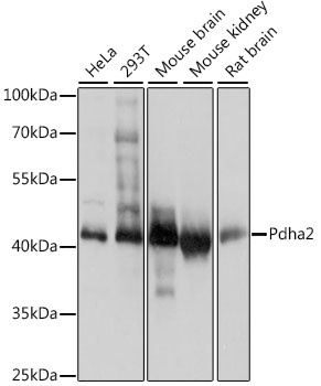 PDHA2 Antibody