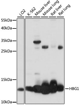 HBG1 Antibody