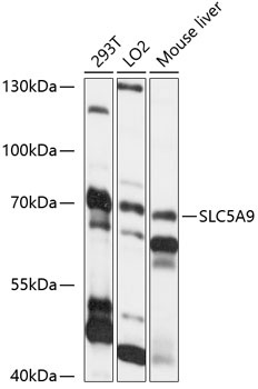 SLC5A9 Antibody