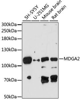 MDGA2 Antibody