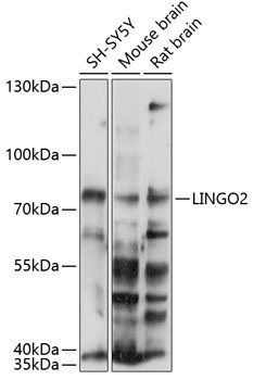 LINGO2 Antibody