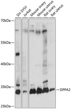 DPPA2 Antibody