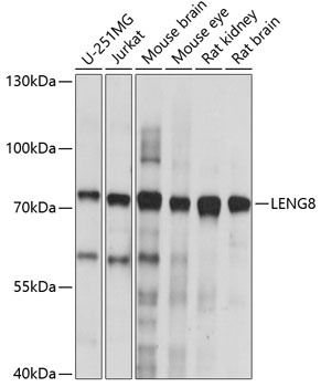 LENG8 Antibody