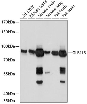 GLB1L3 Antibody