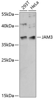 JAM3 Antibody
