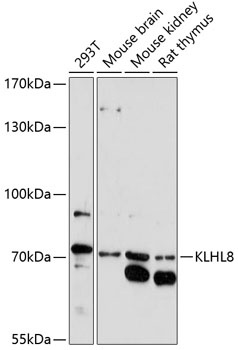 KLHL8 Antibody