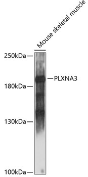 PLXNA3 Antibody