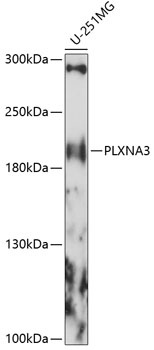 PLXNA3 Antibody