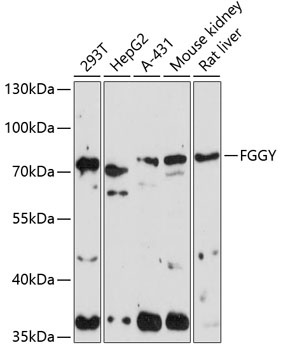 FGGY Antibody