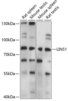 LINS1 Antibody