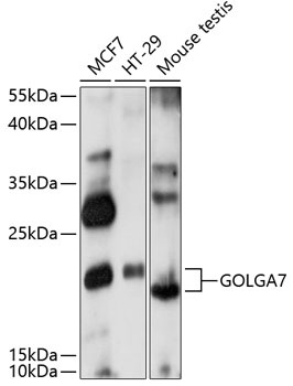 GOLGA7 Antibody