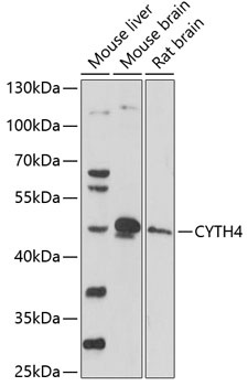 CYTH4 Antibody