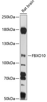 FBXO10 Antibody