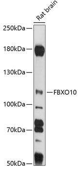 FBXO10 Antibody