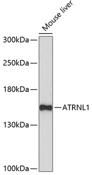 ATRNL1 Antibody