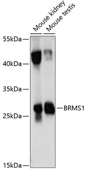 BRMS1 Antibody