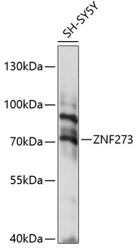 ZNF273 Antibody