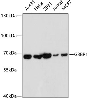 G3BP1 Antibody