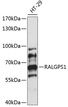 RALGPS1 Antibody