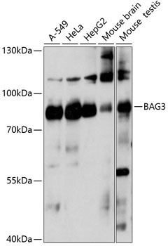 BAG3 Antibody