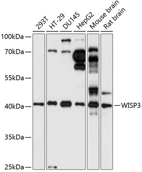 WISP3 Antibody