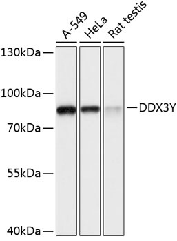 DDX3Y Antibody