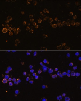 KLRC4 Antibody