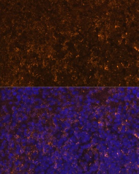 KLRC4 Antibody