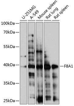 F8A1 Antibody