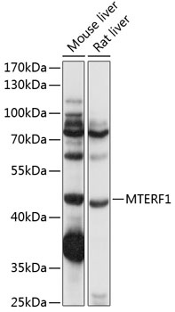 MTERF1 Antibody