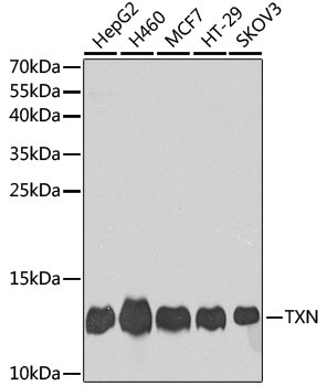 TXN Antibody