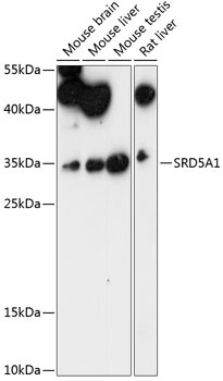 SRD5A1 Antibody