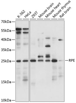 RPE Antibody