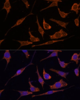 RPE Antibody