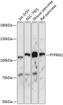 PTPRN2 Antibody