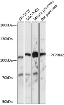 PTPRN2 Antibody