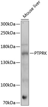 PTPRK Antibody