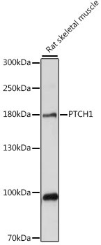 PTCH1 Antibody