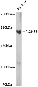 PLXNB3 Antibody