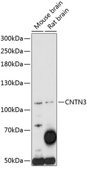 CNTN3 Antibody