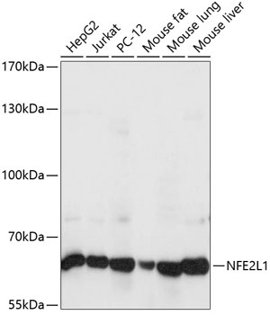 NFE2L1 Antibody