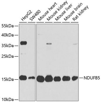 NDUFB5 Antibody