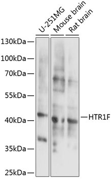 HTR1F Antibody